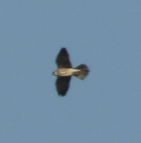 Red-footed Falcon - Franciszek Konrad