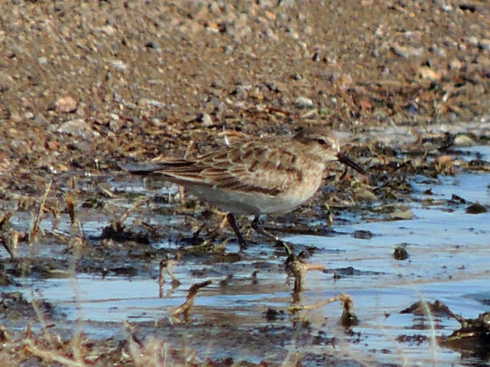 Baird's Sandpiper - ML623519657