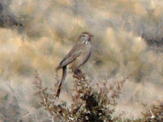 Gray-bellied Shrike-Tyrant - ML623519687