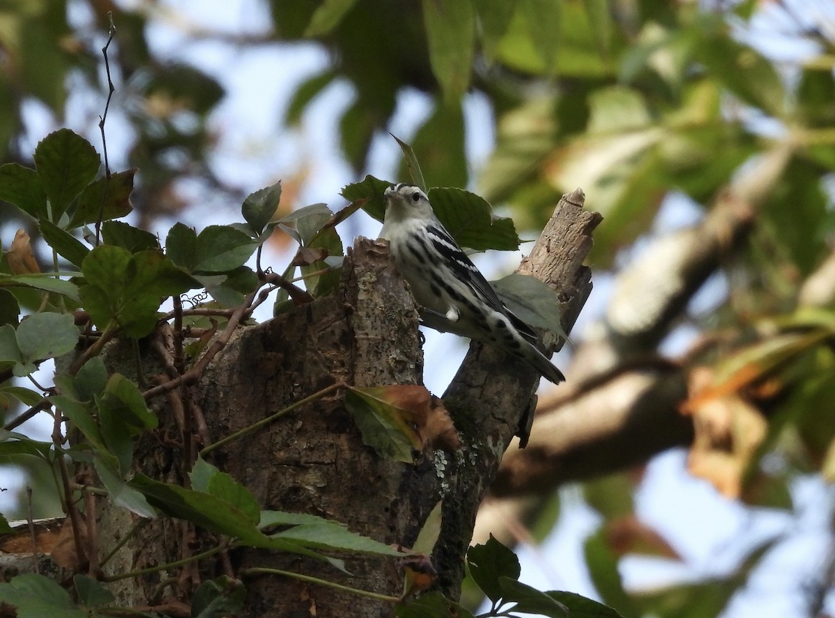 Black-and-white Warbler - ML623519696