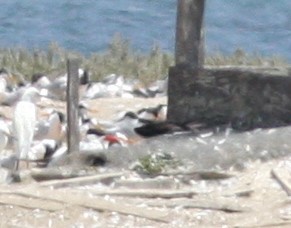 Sooty Tern - ML623519706