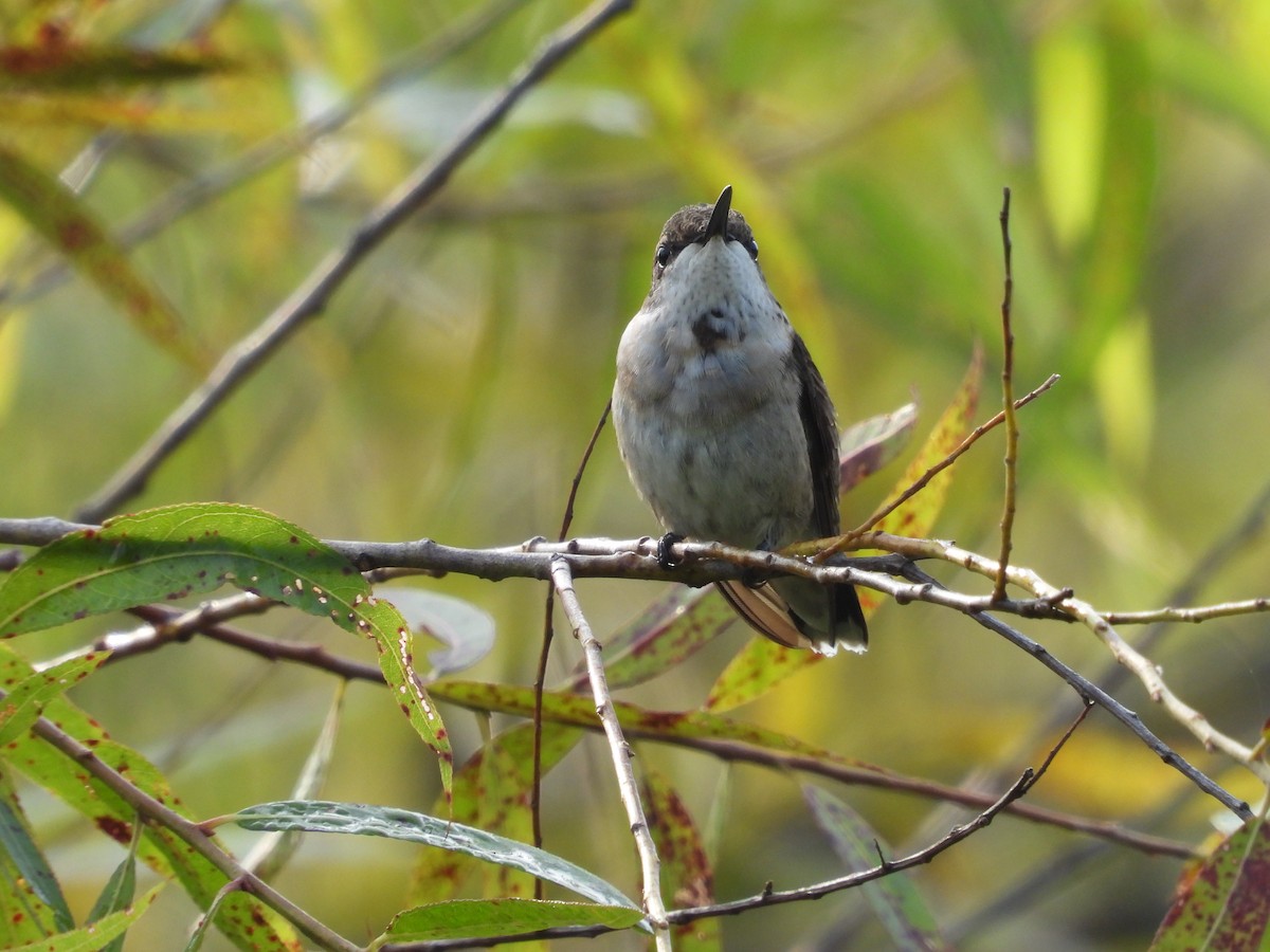 Ruby-throated Hummingbird - ML623519712
