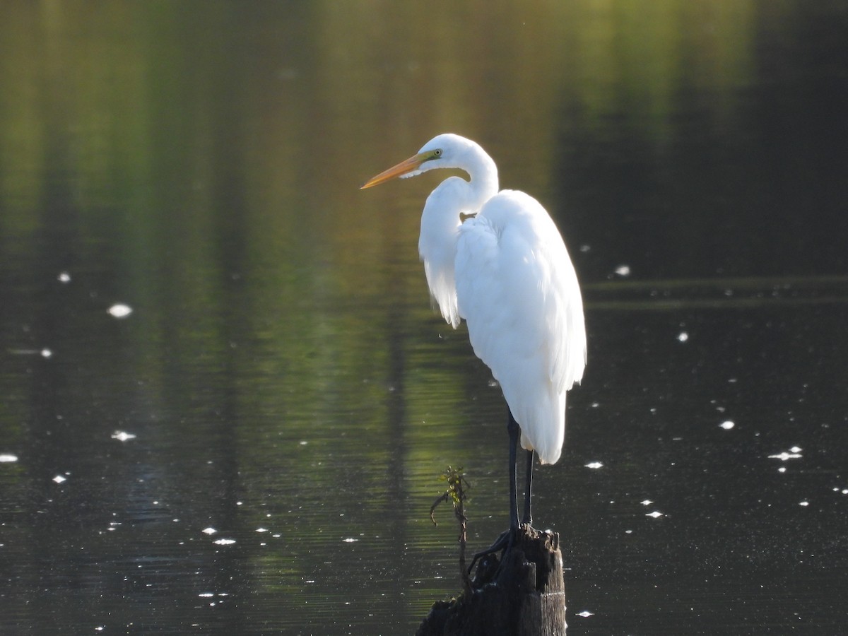 Great Egret - ML623519726