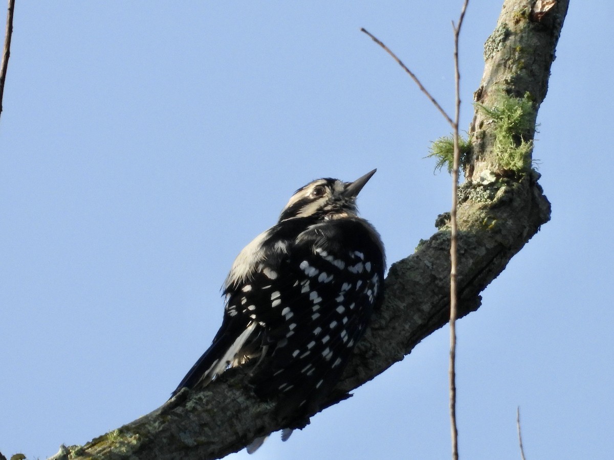 Downy Woodpecker - ML623519747