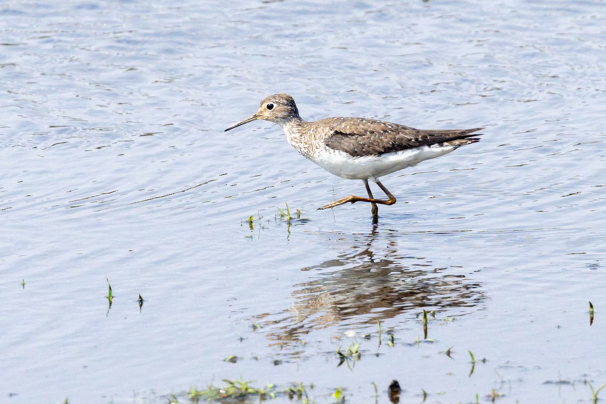 Solitary Sandpiper - ML623519778