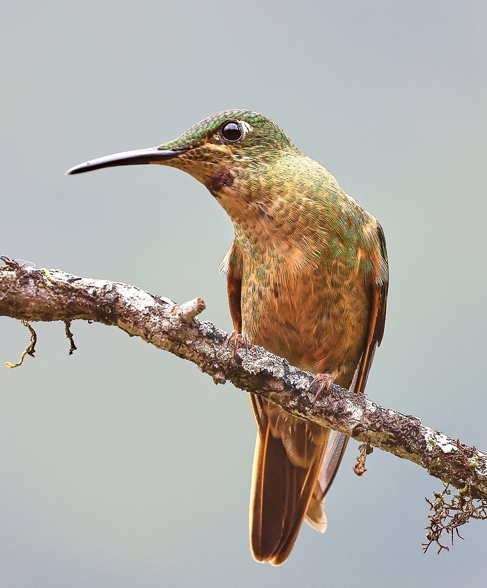 Fawn-breasted Brilliant - ML623519780