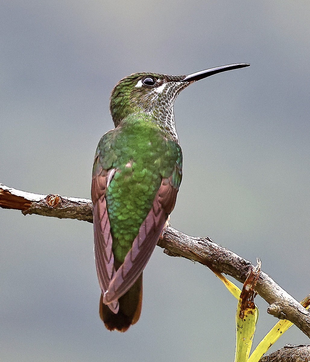 Fawn-breasted Brilliant - ML623519783