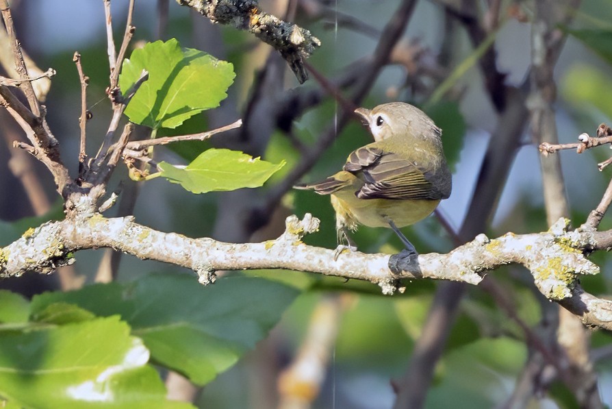 Ötücü Vireo - ML623519853