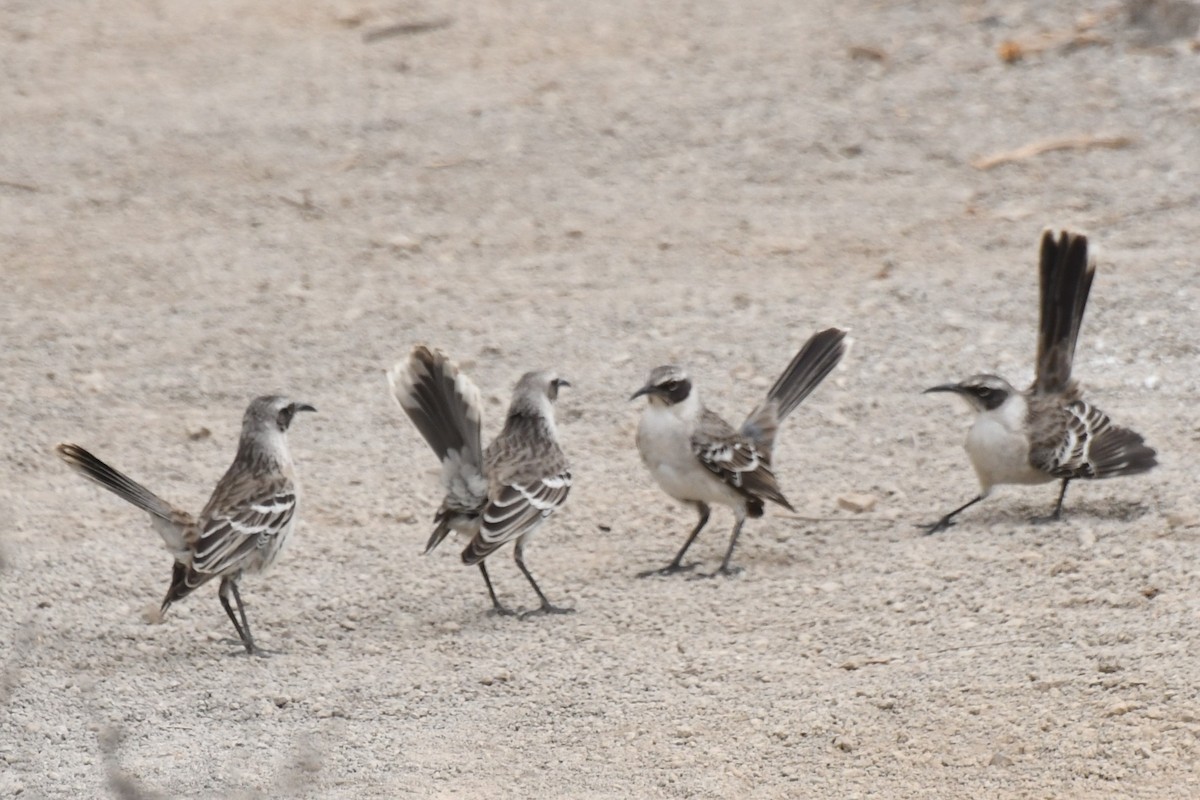 Galapagos Mockingbird - ML623519858