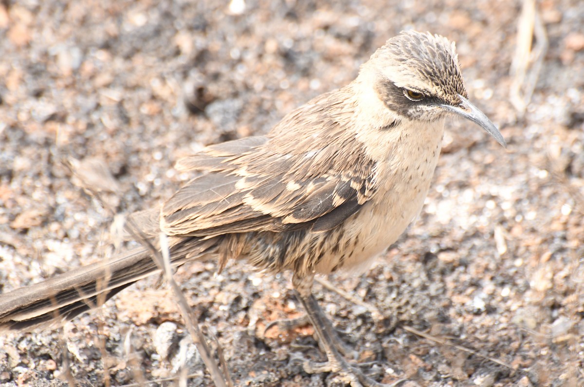 Galapagos Mockingbird - ML623519861