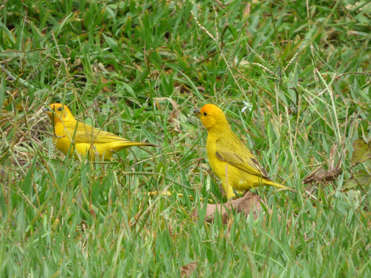 Saffron Finch (Saffron) - ML623519868