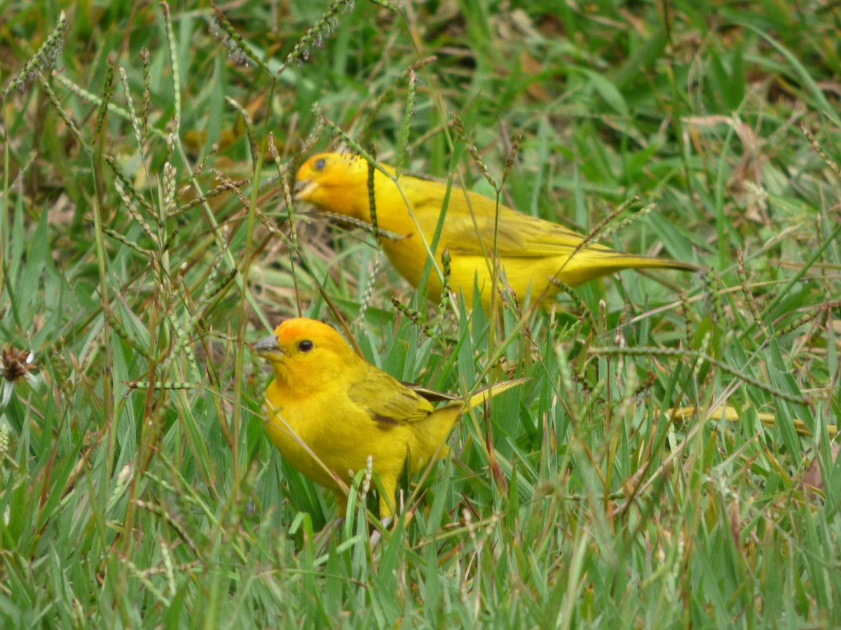 Saffron Finch (Saffron) - ML623519871