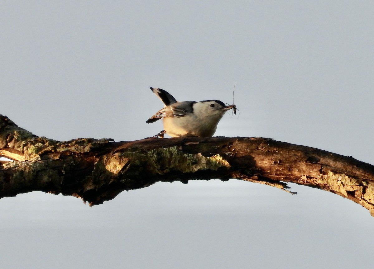 White-breasted Nuthatch - ML623519919