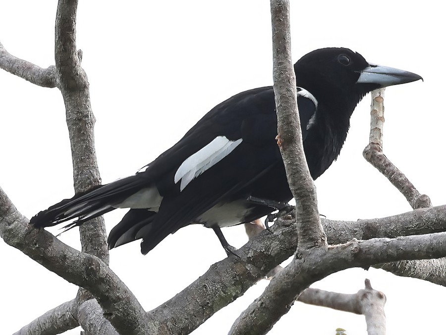 Tagula Butcherbird - eBird