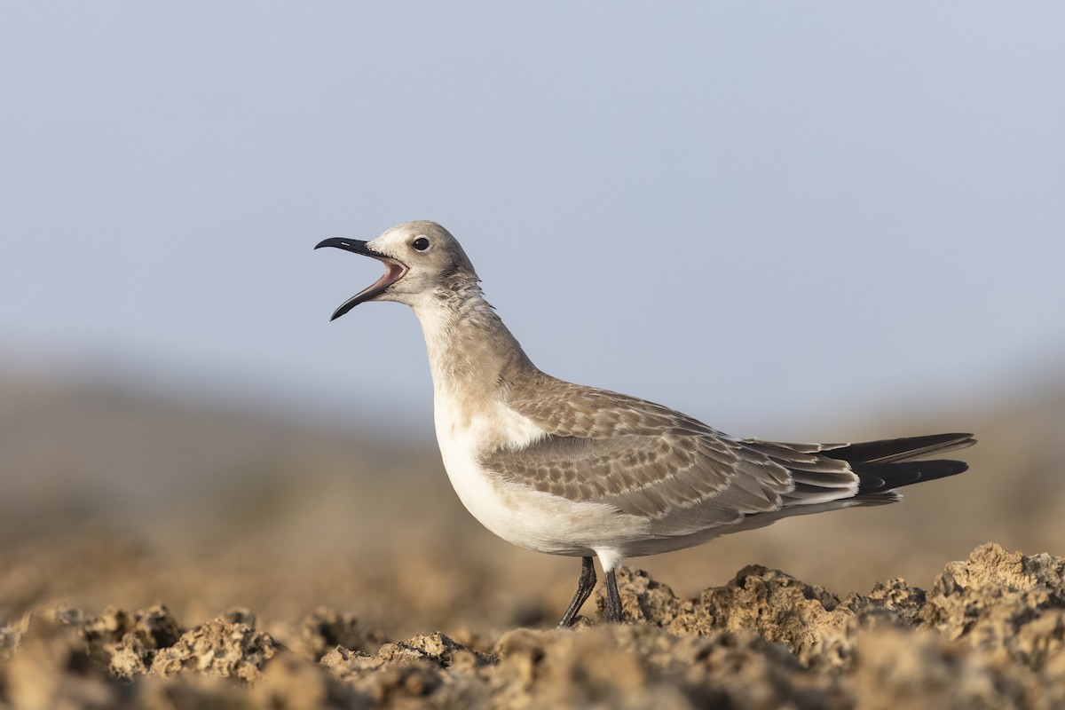 Mouette atricille - ML623519964