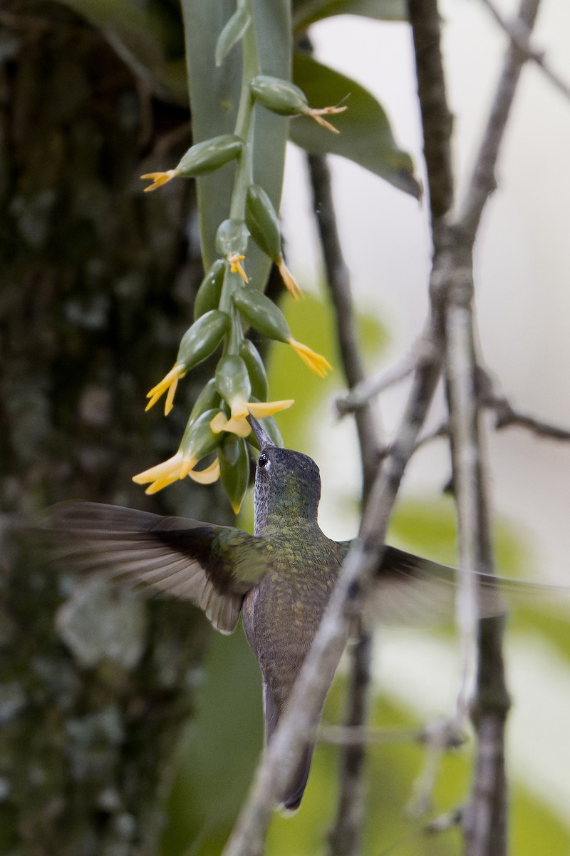 Azure-crowned Hummingbird - ML623519970