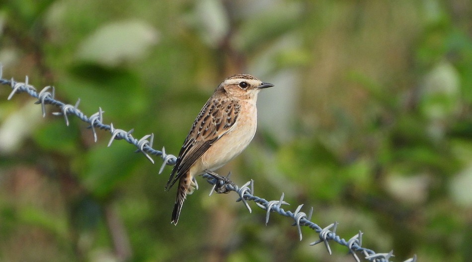 Whinchat - ML623519996