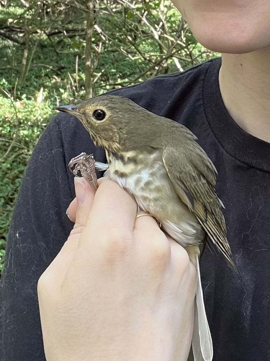 Swainson's Thrush - ML623520032