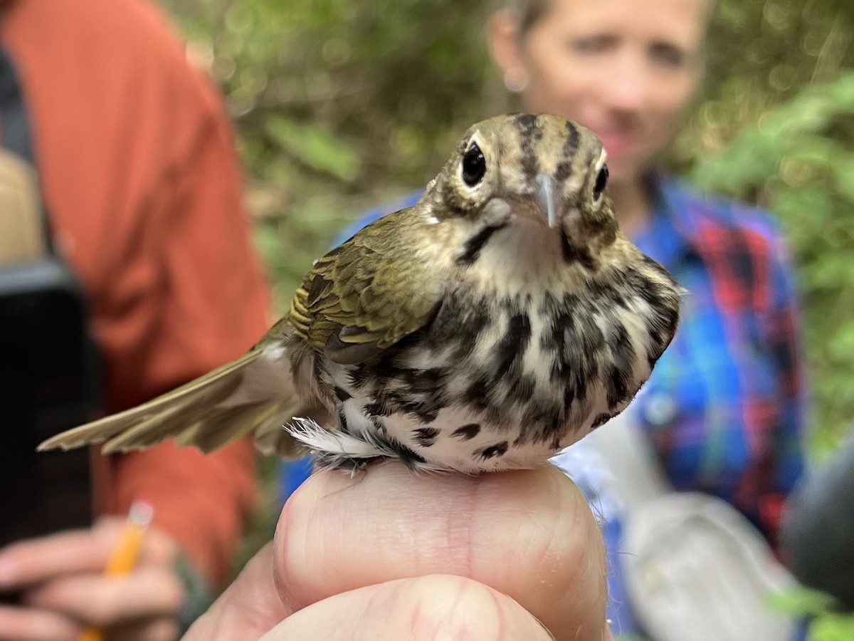 Ovenbird - ML623520045