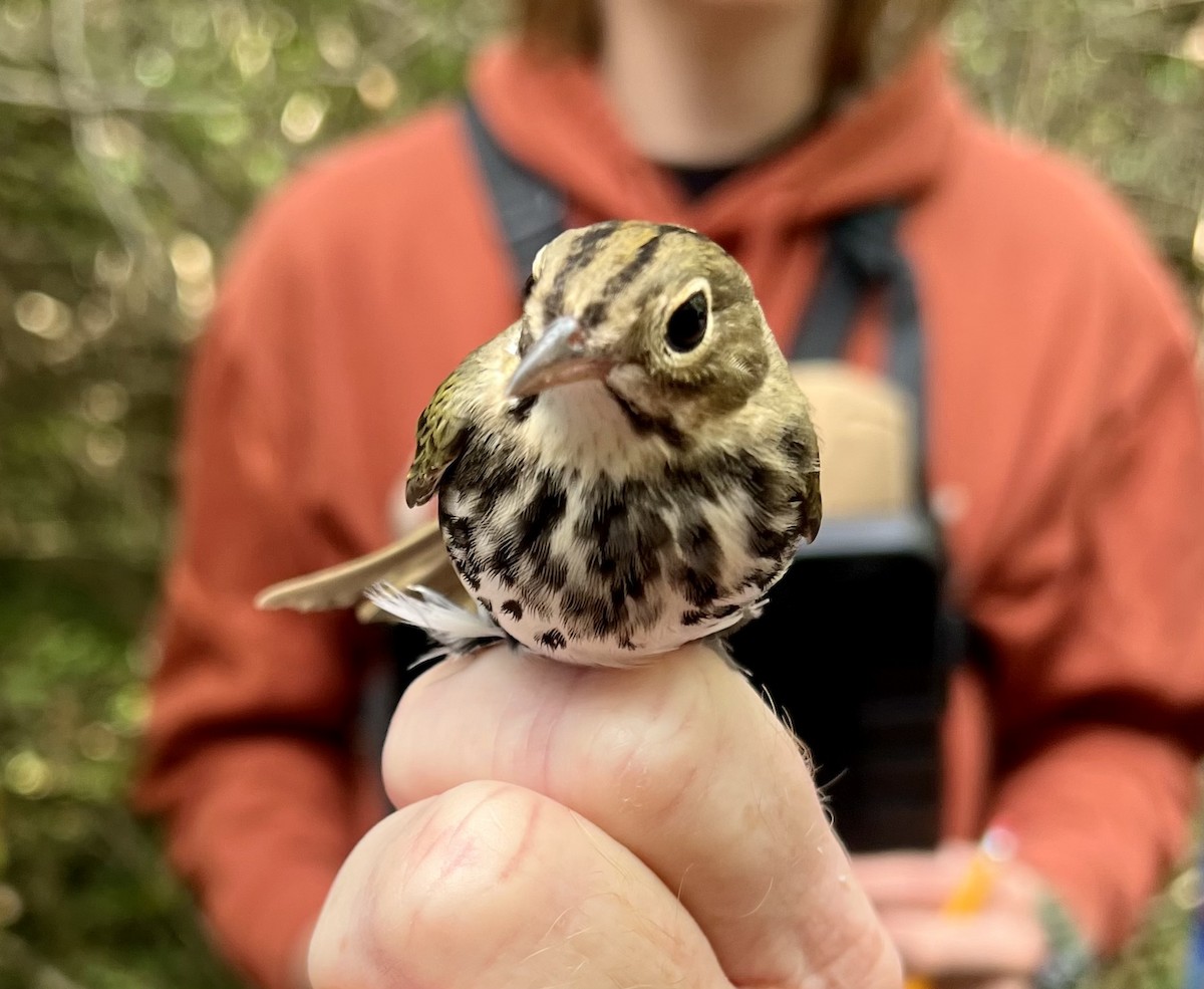 Ovenbird - ML623520046