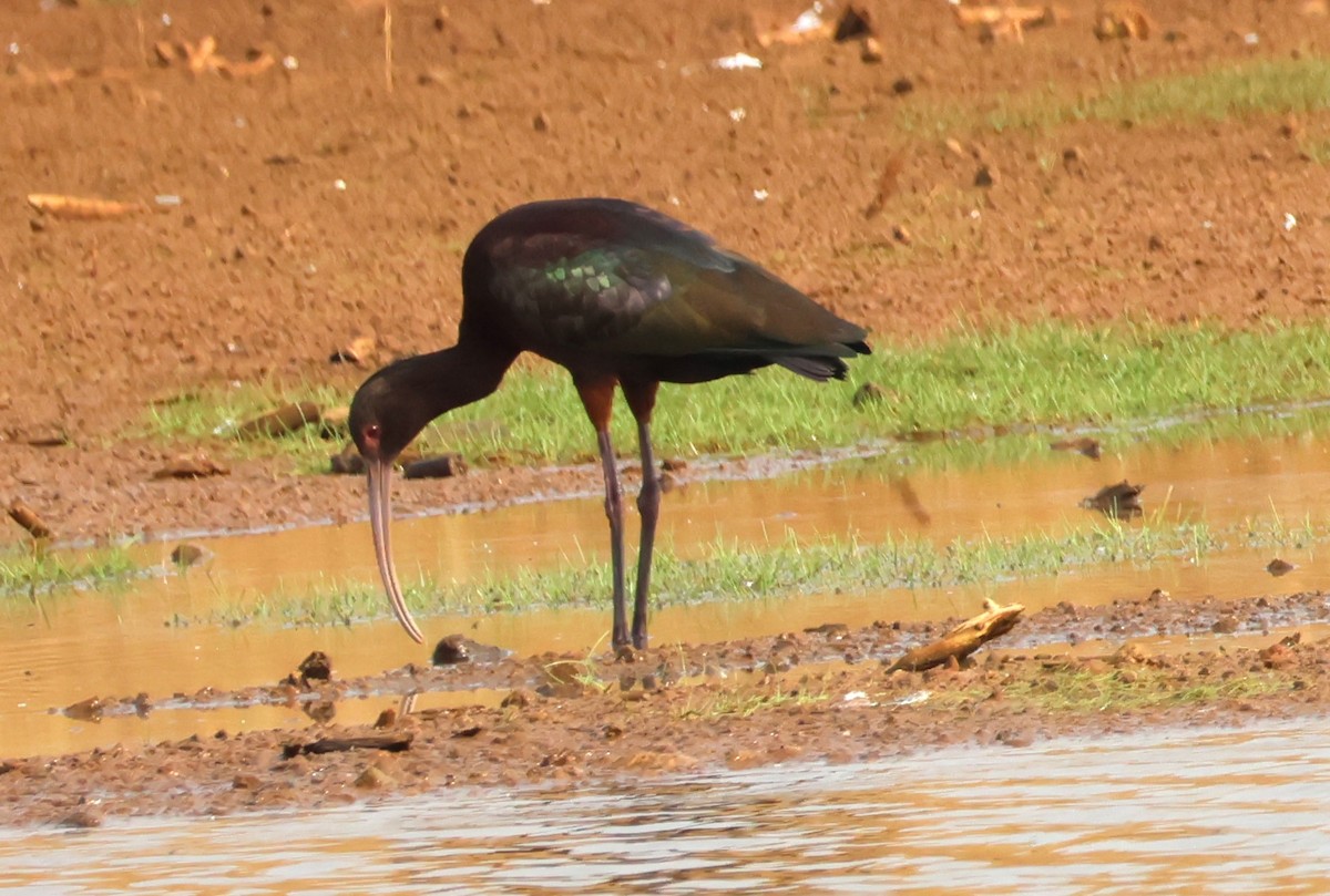 White-faced Ibis - ML623520052