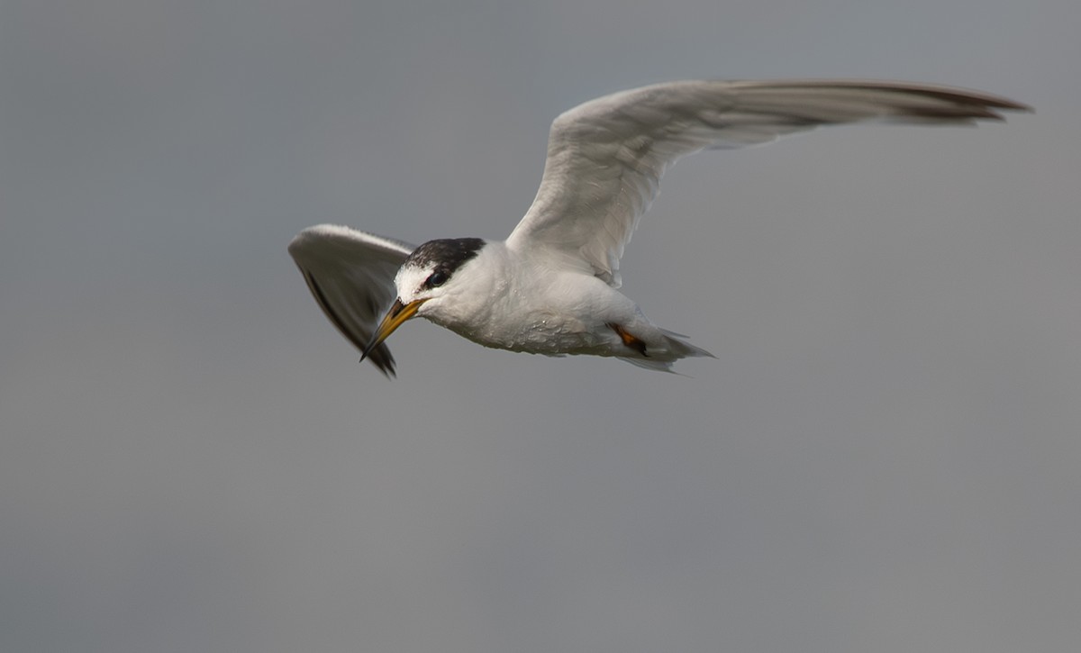 Little Tern - Giota Bourneli