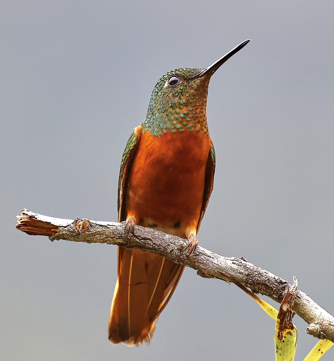 Chestnut-breasted Coronet - ML623520085