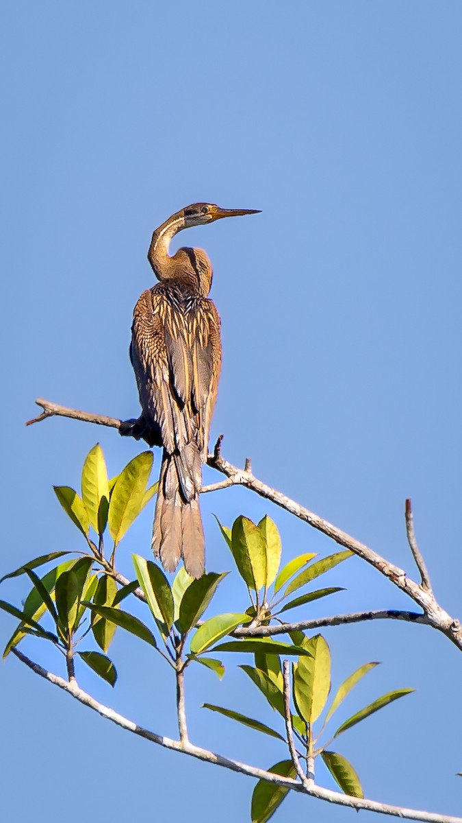 anhinga indomalajská - ML623520093