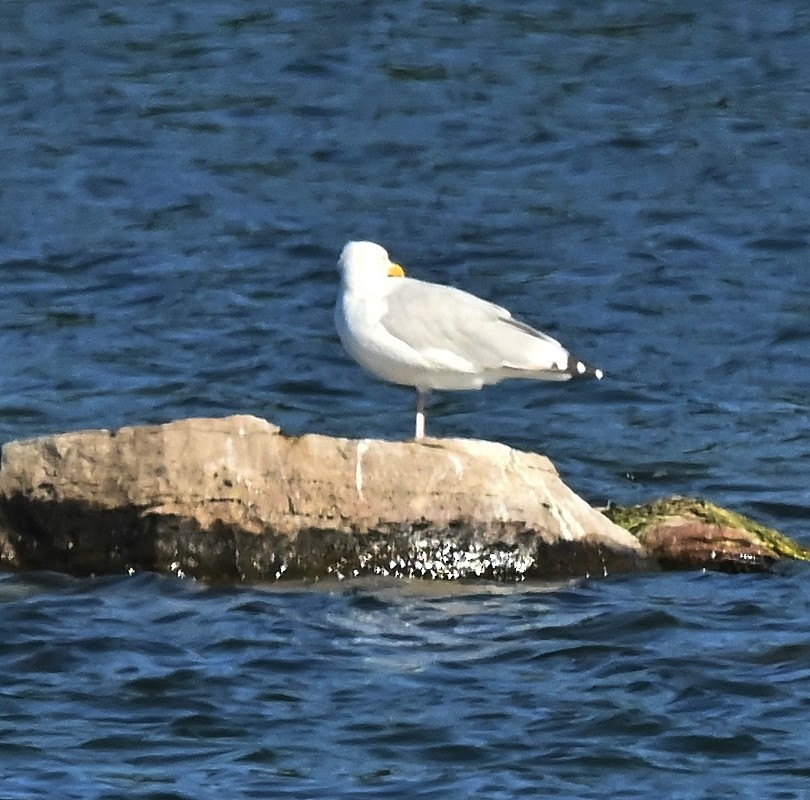 Herring Gull (American) - ML623520181