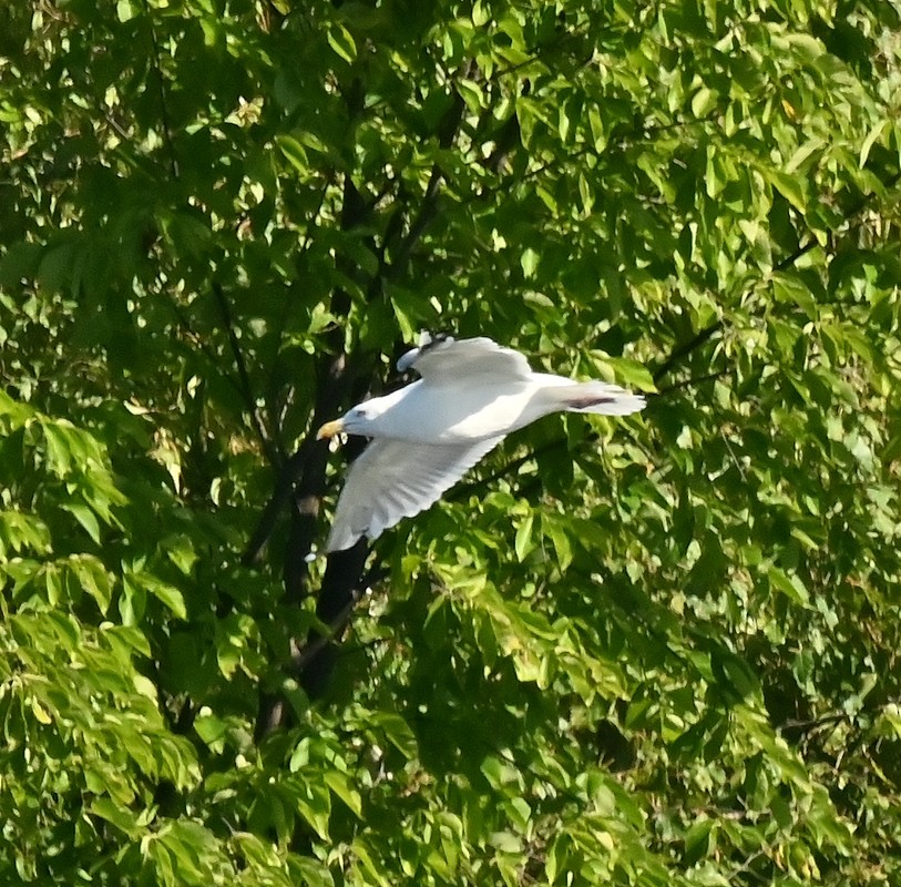 Herring Gull (American) - ML623520184