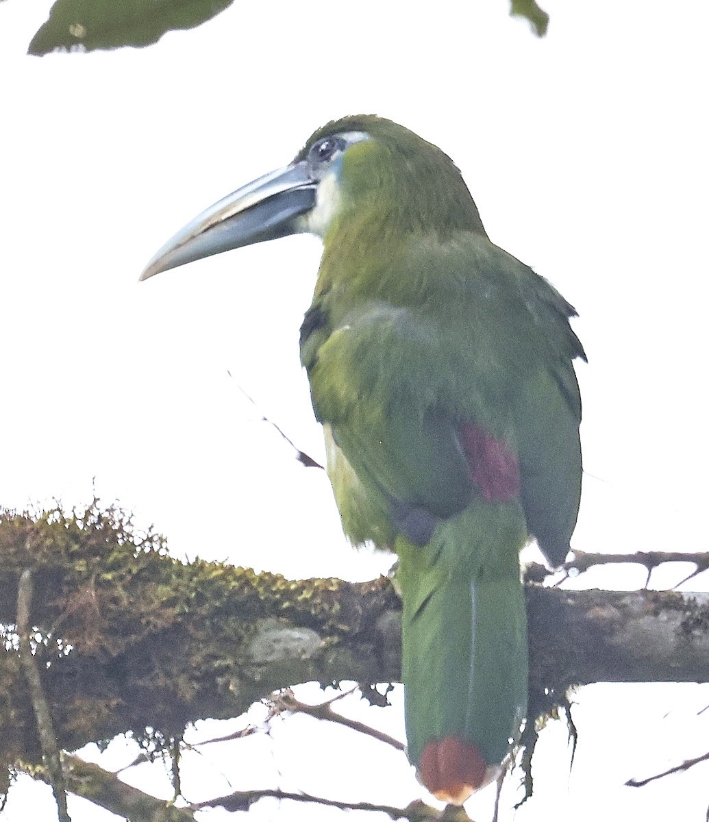 Blue-banded Toucanet - ML623520229