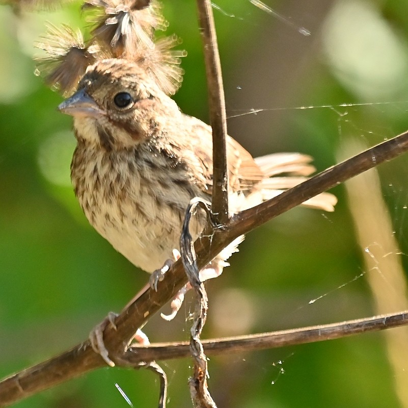 Song Sparrow - ML623520235