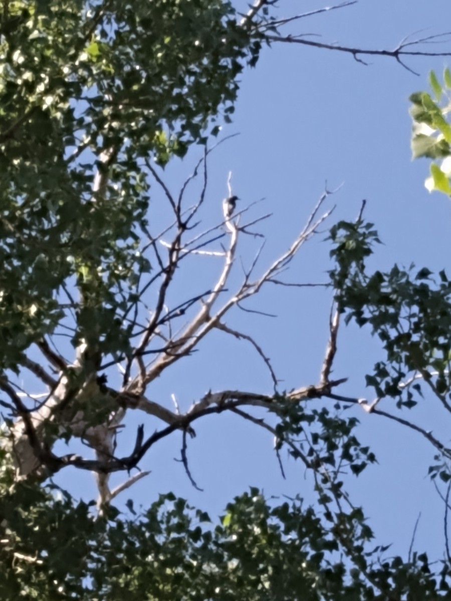 Red-headed Woodpecker - ML623520281