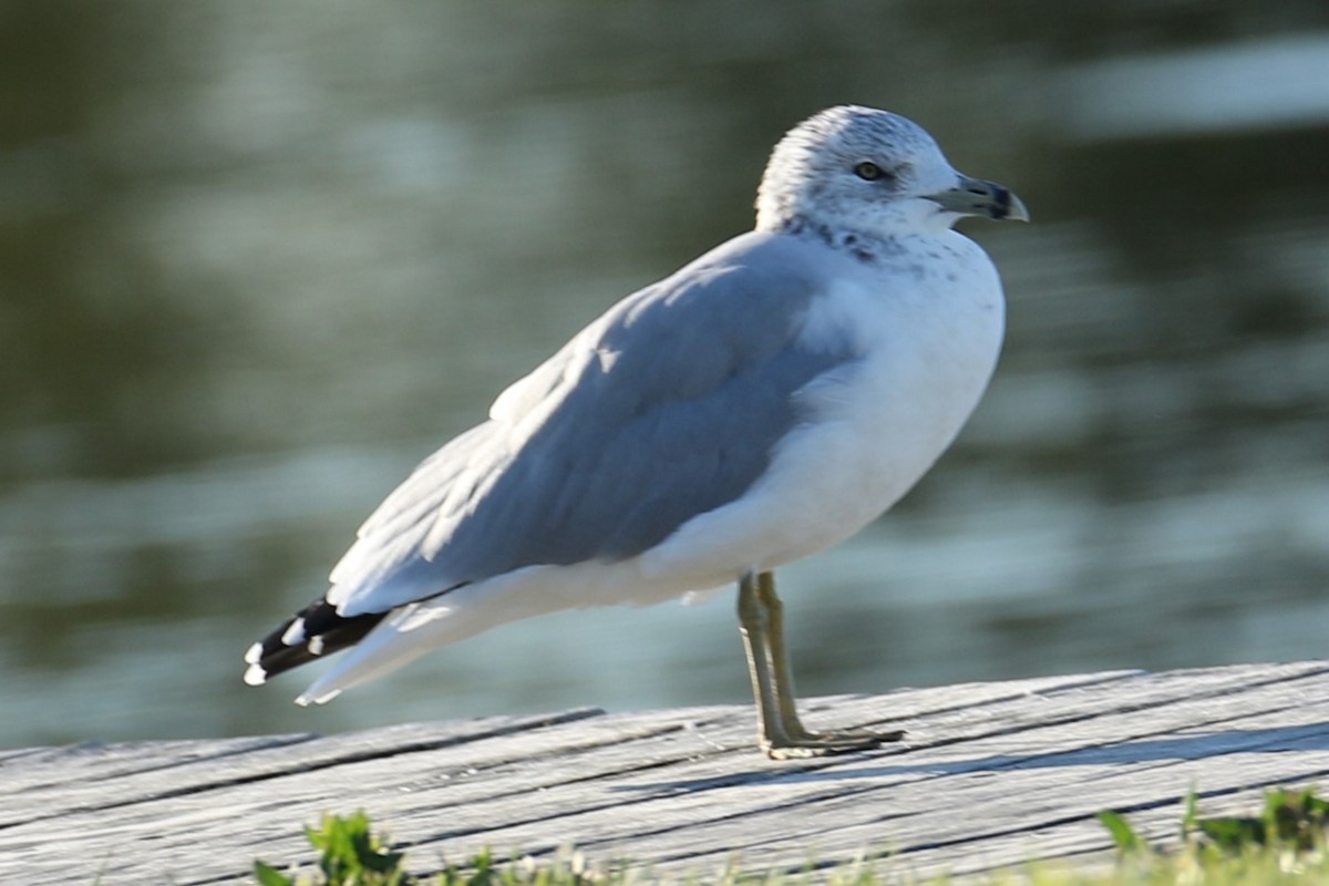 Ring-billed Gull - ML623520320