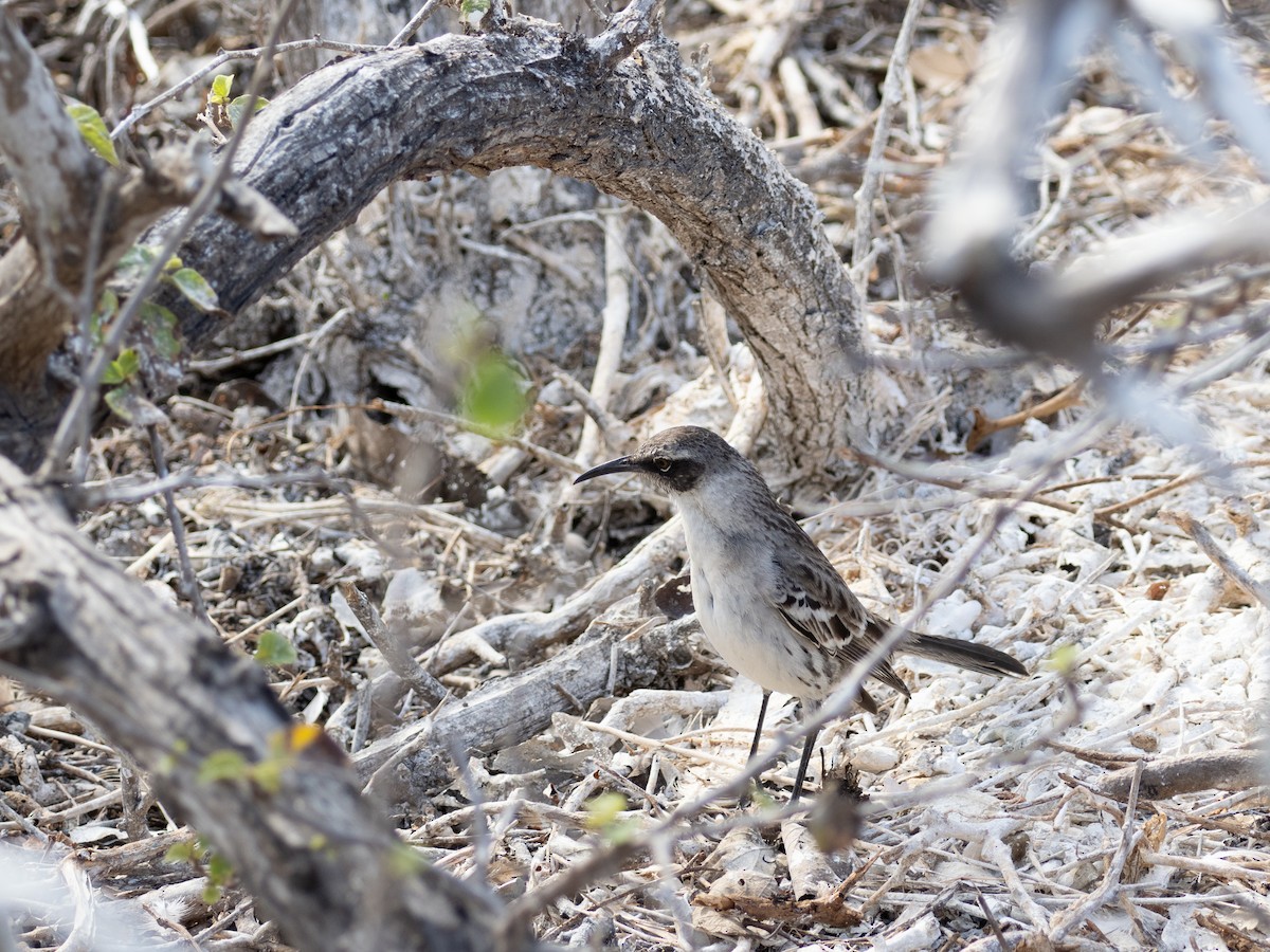 Galapagos Mockingbird - ML623520338