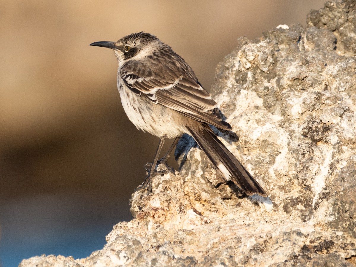 Galapagos Mockingbird - ML623520339