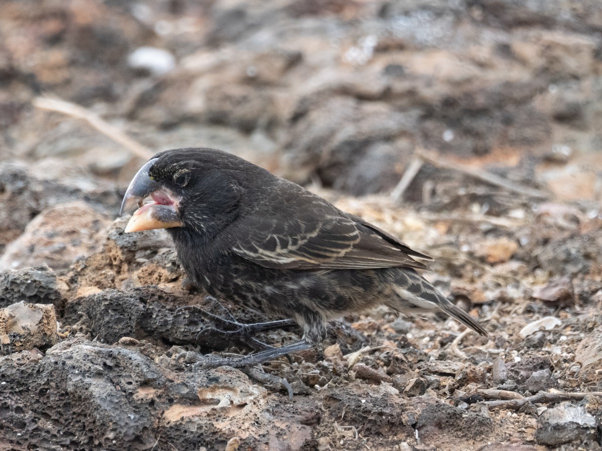 Large Ground-Finch - ML623520364