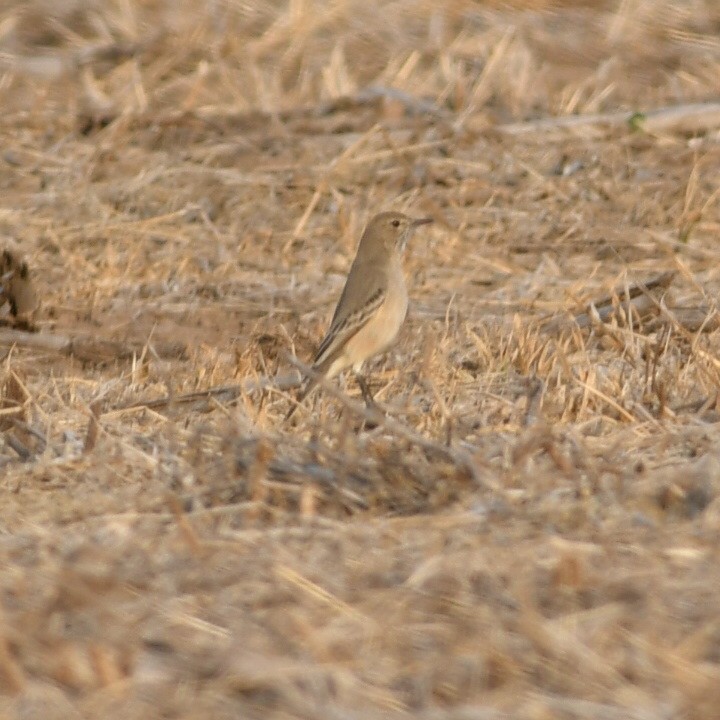 Lesser Shrike-Tyrant - ML623520372