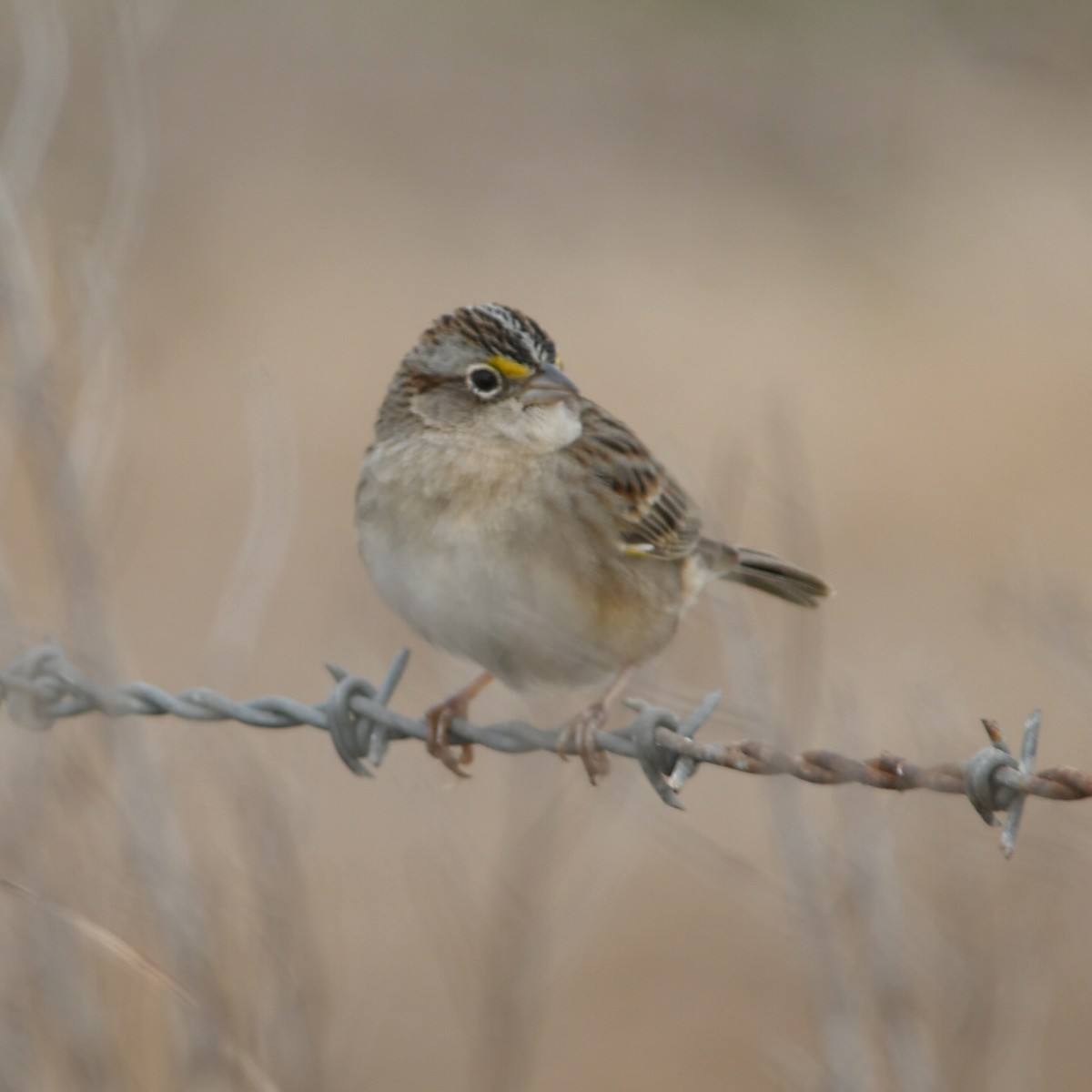 Grassland Sparrow - ML623520421