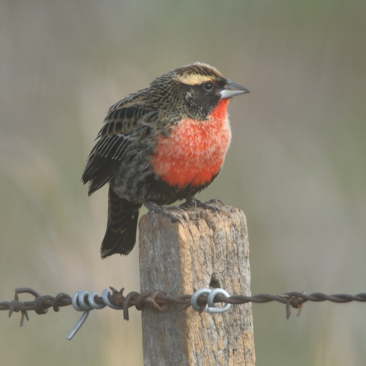 White-browed Meadowlark - ML623520432