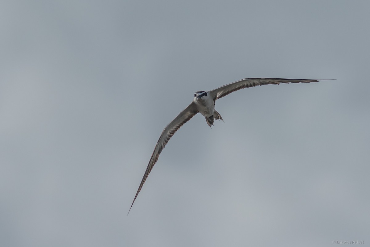 Sürmeli Sumru - ML623520449