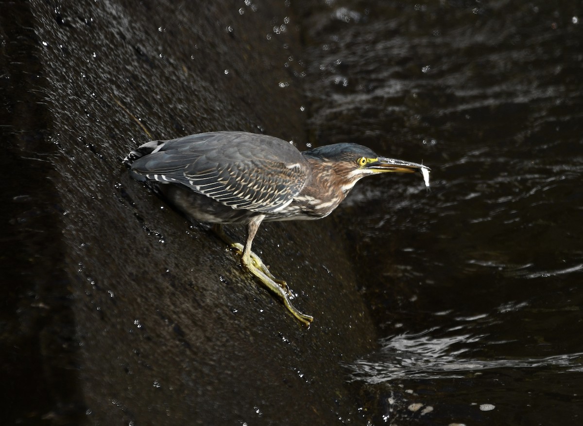 Green Heron - ML623520460