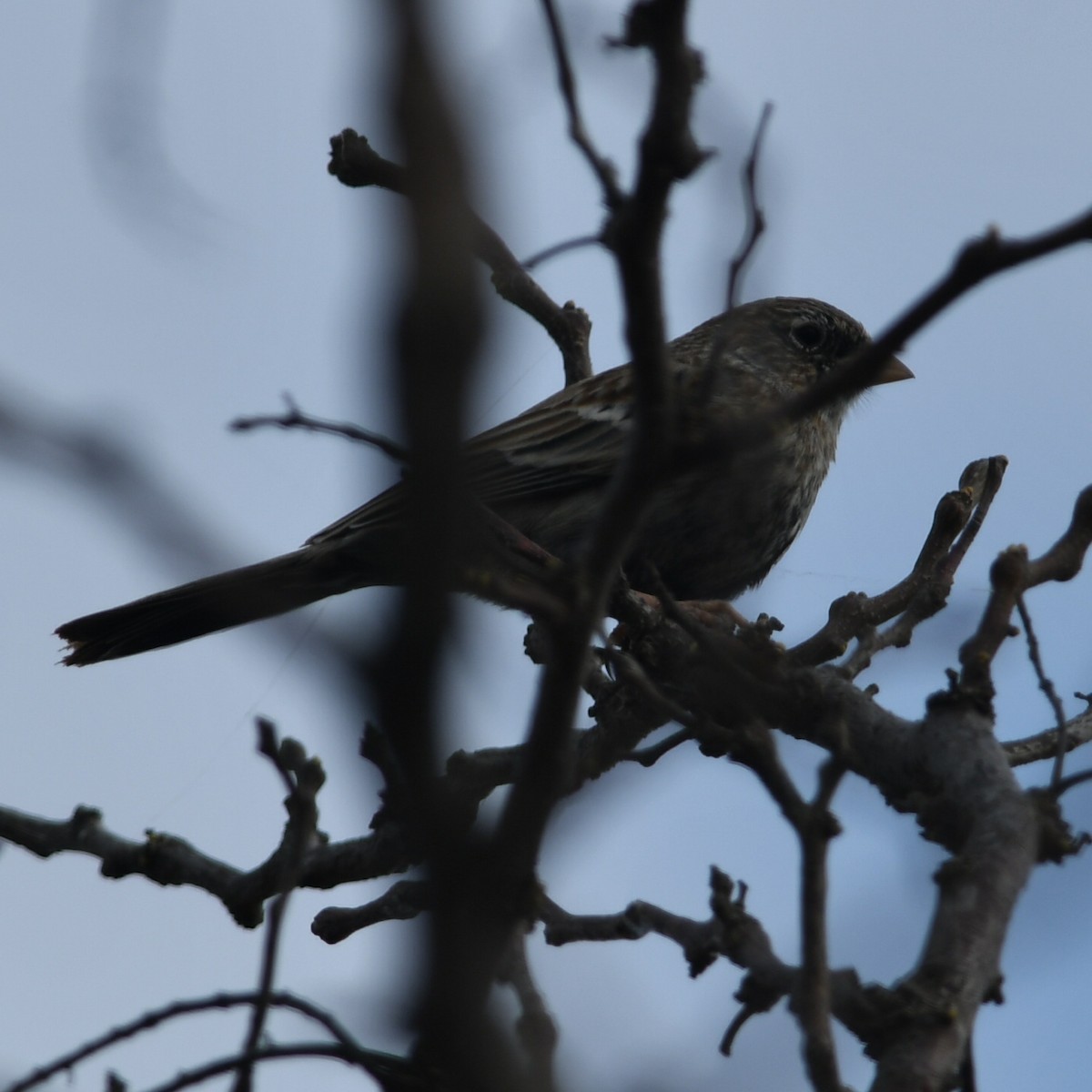 Carbonated Sierra Finch - ML623520466