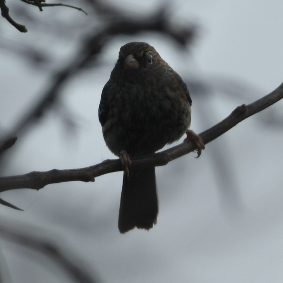 Carbonated Sierra Finch - ML623520474