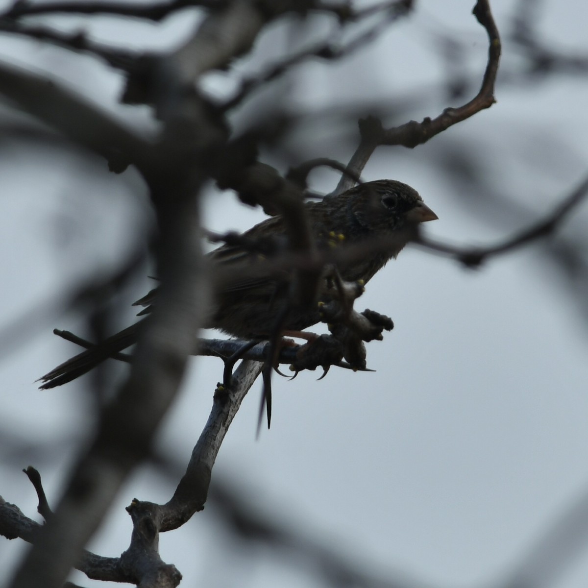 Carbonated Sierra Finch - ML623520487