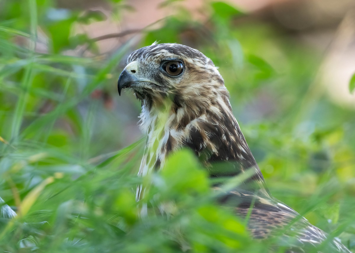 Red-shouldered Hawk (lineatus Group) - ML623520488