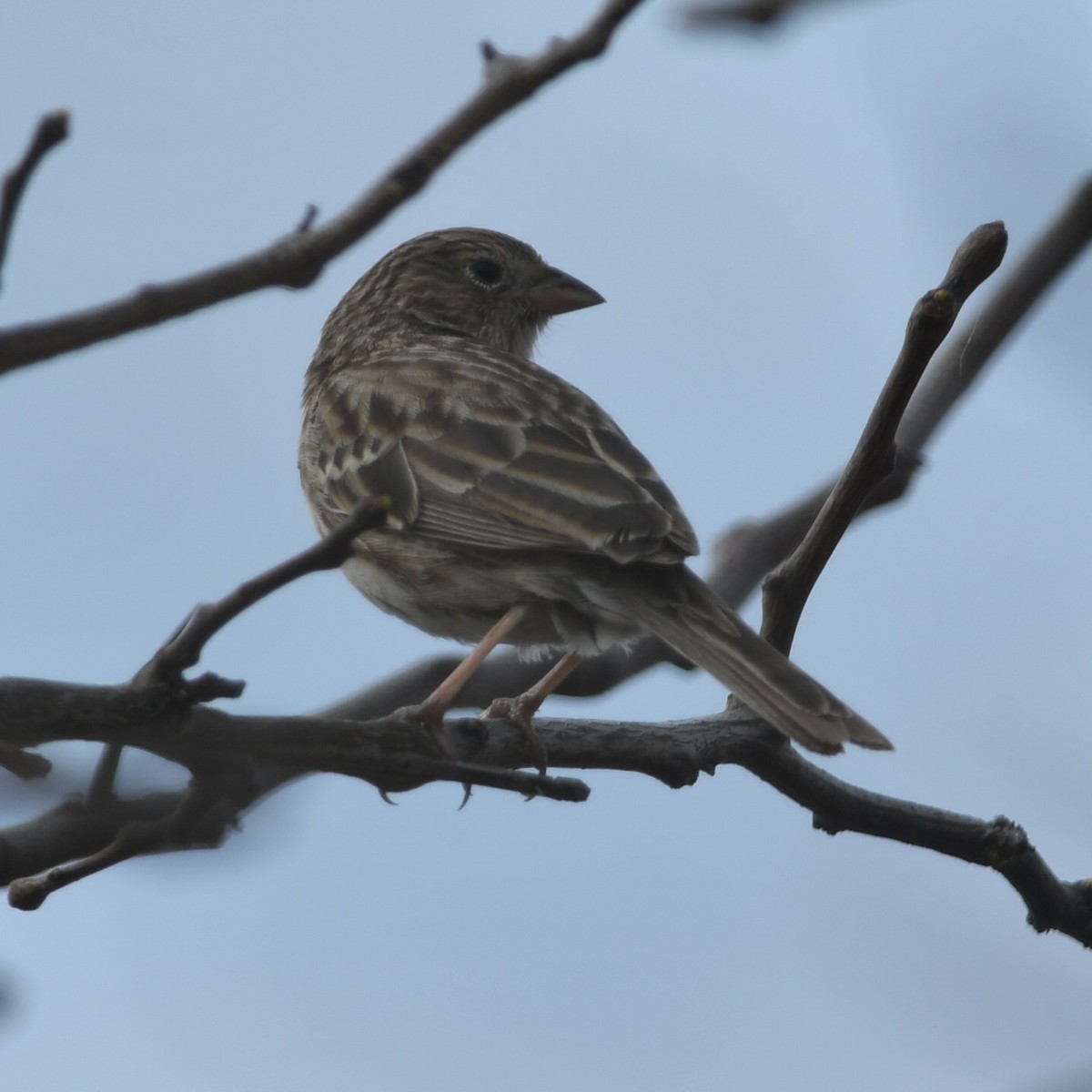 Carbonated Sierra Finch - Silvio Manuel Lamothe