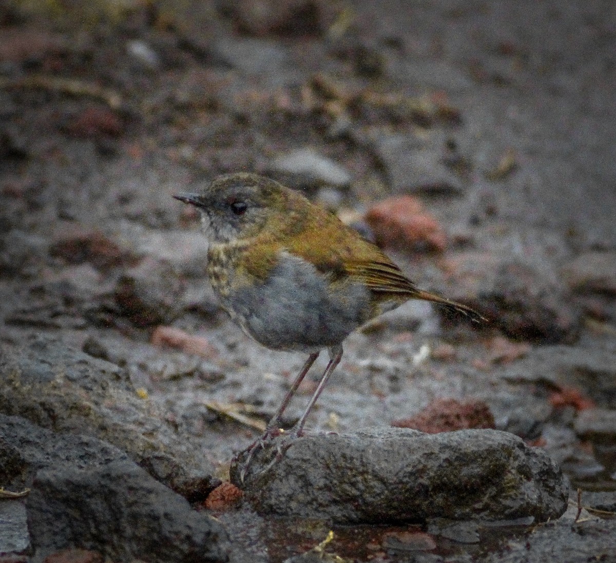 Black-billed Nightingale-Thrush - ML623520500