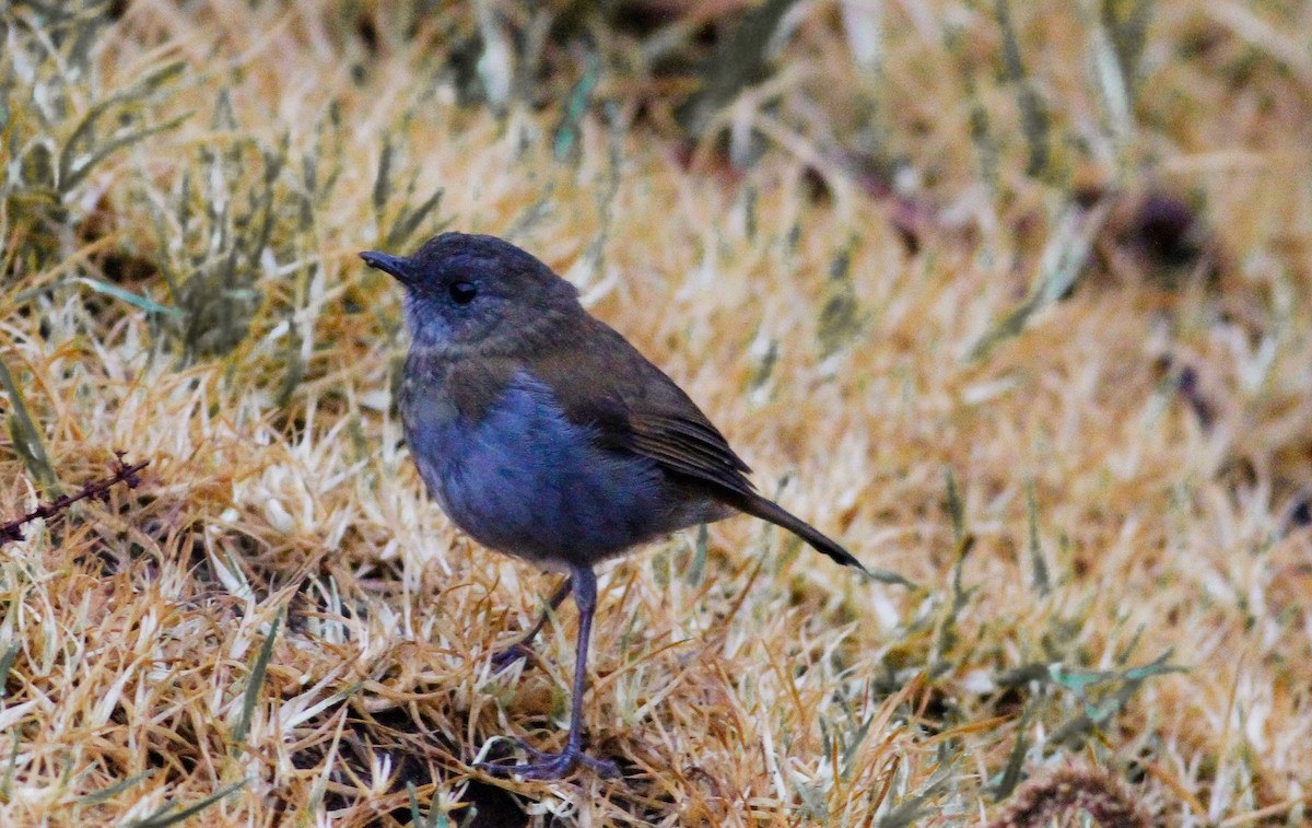 Black-billed Nightingale-Thrush - ML623520502