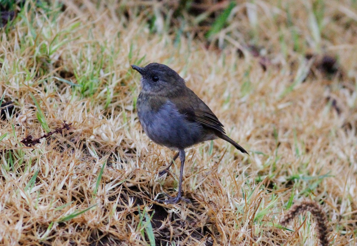 Black-billed Nightingale-Thrush - ML623520503